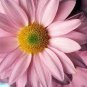 Hybrid New Light Rose Pink Bellis perennis Daisy Flower 50 PCS Seeds