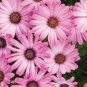Hybrid New Light Rose Pink Bellis perennis Daisy Flower 50 PCS Seeds