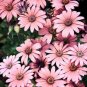 Hybrid New Light Rose Pink Bellis perennis Daisy Flower 50 PCS Seeds