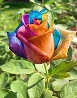 Hybrid Rainbow Rose 100 PCS Seeds