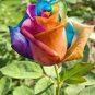 Hybrid Rainbow Rose 100 PCS Seeds