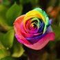 Hybrid Rainbow Rose 100 PCS Seeds