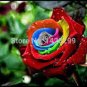 Hybrid Rainbow Rose 100 PCS Seeds