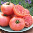 Hybrid Rose Pink Big Tomato 100 PCS Seeds Hybrid Rose Pink Big Tomato 100 PCS Seeds