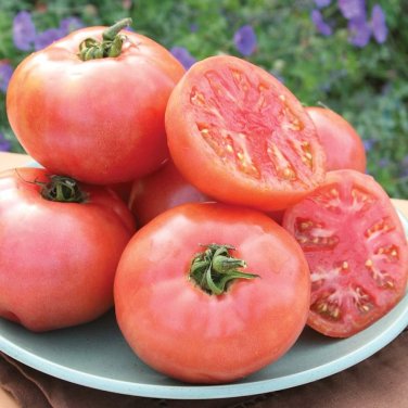 Hybrid Rose Pink Big Tomato 100 PCS Seeds