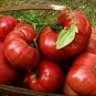 Hybrid Rose Pink Big Tomato 100 PCS Seeds