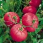 Hybrid Rose Pink Big Tomato 100 PCS Seeds
