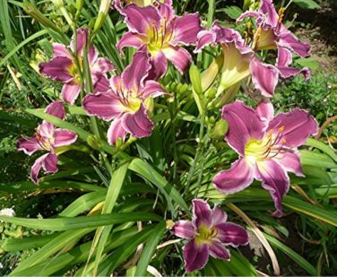 Hybrid Taglilie Blumen Samen Hemerocallis Lily 100 PCS Seeds