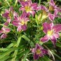 Hybrid Taglilie Blumen Samen Hemerocallis Lily 100 PCS Seeds