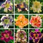 Hybrid Taglilie Blumen Samen Hemerocallis Lily 100 PCS Seeds