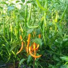 Hybrid Yellow & Orange Long Chili Pepper 200 PCS Seeds