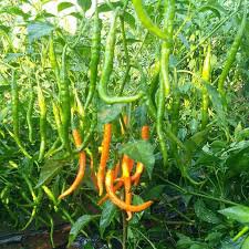 Hybrid Yellow & Orange Long Chili Pepper 200 PCS Seeds