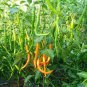 Hybrid Yellow & Orange Long Chili Pepper 200 PCS Seeds