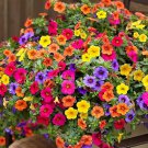Hybrida Color Petunia Hanging Charming Bonsai Potted 200 PCS Seeds Hybrida Color Petunia Hanging Charming Bonsai Potted 200 PCS Seeds