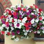 Hybrida Color Petunia Hanging Charming Bonsai Potted 200 PCS Seeds