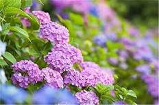 Hydrangea 50 PCS Seeds