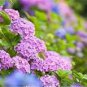Hydrangea 50 PCS Seeds