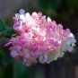 Hydrangea 50 PCS Seeds