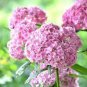 Hydrangea 50 PCS Seeds