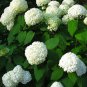 Hydrangea arborescens White Flower 15 PCS Seeds
