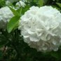 Hydrangea arborescens White Flower 15 PCS Seeds