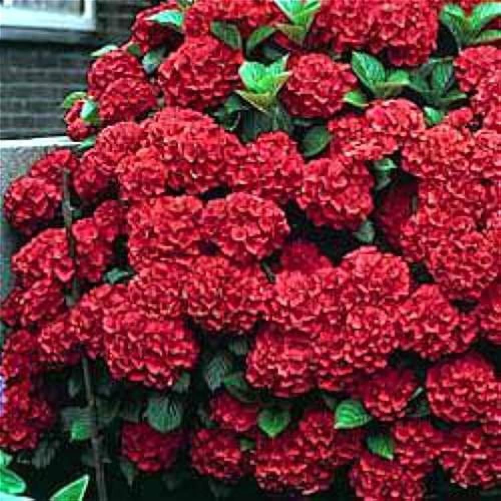 Hydrangea Bonsai Flower 100 PCS Seeds