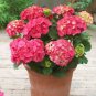 Hydrangea Bonsai Flower 100 PCS Seeds