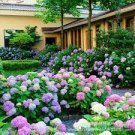 Hydrangea Bonsai Mixed Color Japan Hydrangea Bonsai 20 PCS Seeds
