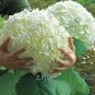 Hydrangea Bonsai Mixed Color Japan Hydrangea Bonsai 20 PCS Seeds