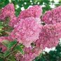 Hydrangea Bonsai Paniculata 'Vanilla Fraise' Hydrangea Bonsai Flower 50 PCS Seeds