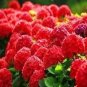 Hydrangea Bonsai Paniculata 'Vanilla Fraise' Hydrangea Bonsai Flower 50 PCS Seeds