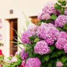 Hydrangea Light Pink Big Blooms Flowers 15 PCS Seeds