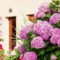 Hydrangea Light Pink Big Blooms Flowers 15 PCS Seeds