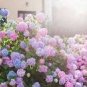 Hydrangea Light Pink Big Blooms Flowers 15 PCS Seeds