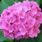 Hydrangea macrophylla Hybrid Flower Seeds Rose Pink Flowers 100 PCS Seeds