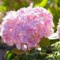 Hydrangea macrophylla Hybrid Flower Seeds Rose Pink Flowers 100 PCS Seeds