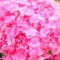 Hydrangea macrophylla Hybrid Flower Seeds Rose Pink Flowers 100 PCS Seeds