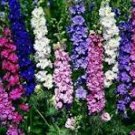 Hydrangea Rocket Larkspur Plant 100 PCS Seeds Hydrangea Rocket Larkspur Plant 100 PCS Seeds