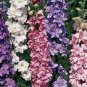 Hydrangea Rocket Larkspur Plant 100 PCS Seeds