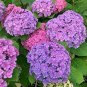 Hydrangea 50 PCS Seeds