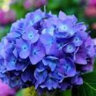 Hydrangea Seeds Bright Purple Flowers 20 PCS Seeds Hydrangea Seeds Bright Purple Flowers 20 PCS Seeds