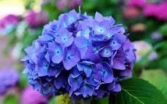 Hydrangea Seeds Bright Purple Flowers 20 PCS Seeds