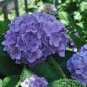 Hydrangea Seeds Bright Purple Flowers 20 PCS Seeds