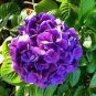 Hydrangea Seeds Bright Purple Flowers 20 PCS Seeds
