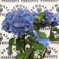 Hydrangea Seeds Dark Blue Ball Type FlowerS 50 PCS Seeds