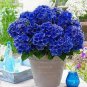 Hydrangea Seeds Dark Blue Ball Type FlowerS 50 PCS Seeds