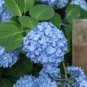 Hydrangea Seeds Dark Blue Ball Type FlowerS 50 PCS Seeds