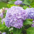 Hydrangea Seeds Perennial Flower 10 PCS Seeds