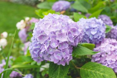 Hydrangea Seeds Perennial Flower 10 PCS Seeds