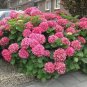 Hydrangea Seeds Perennial Flower 10 PCS Seeds